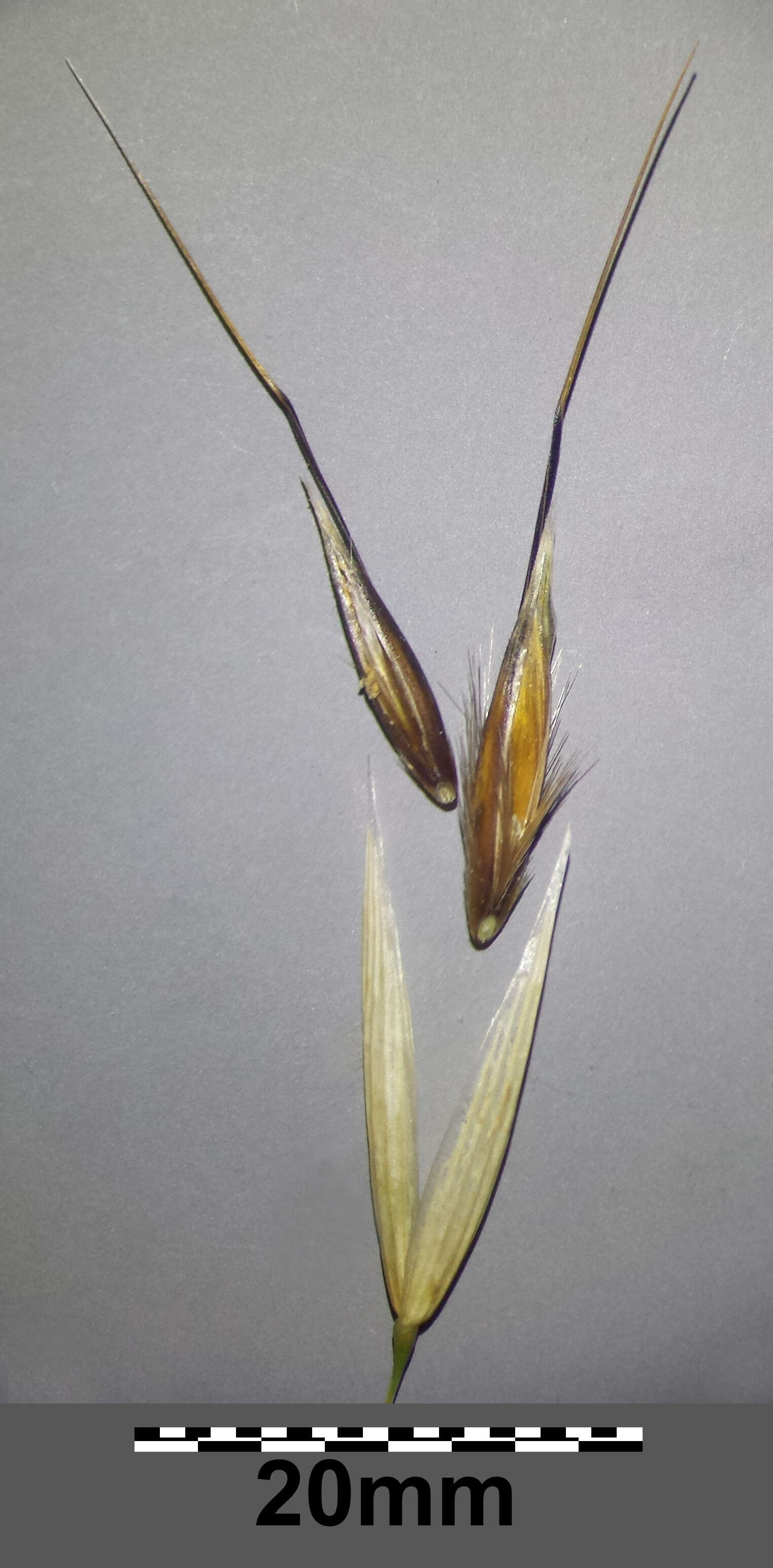 Image of wild oat