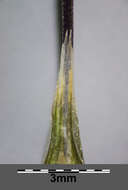 Image of wild oat