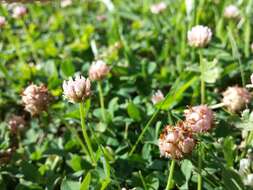 Image of strawberry clover