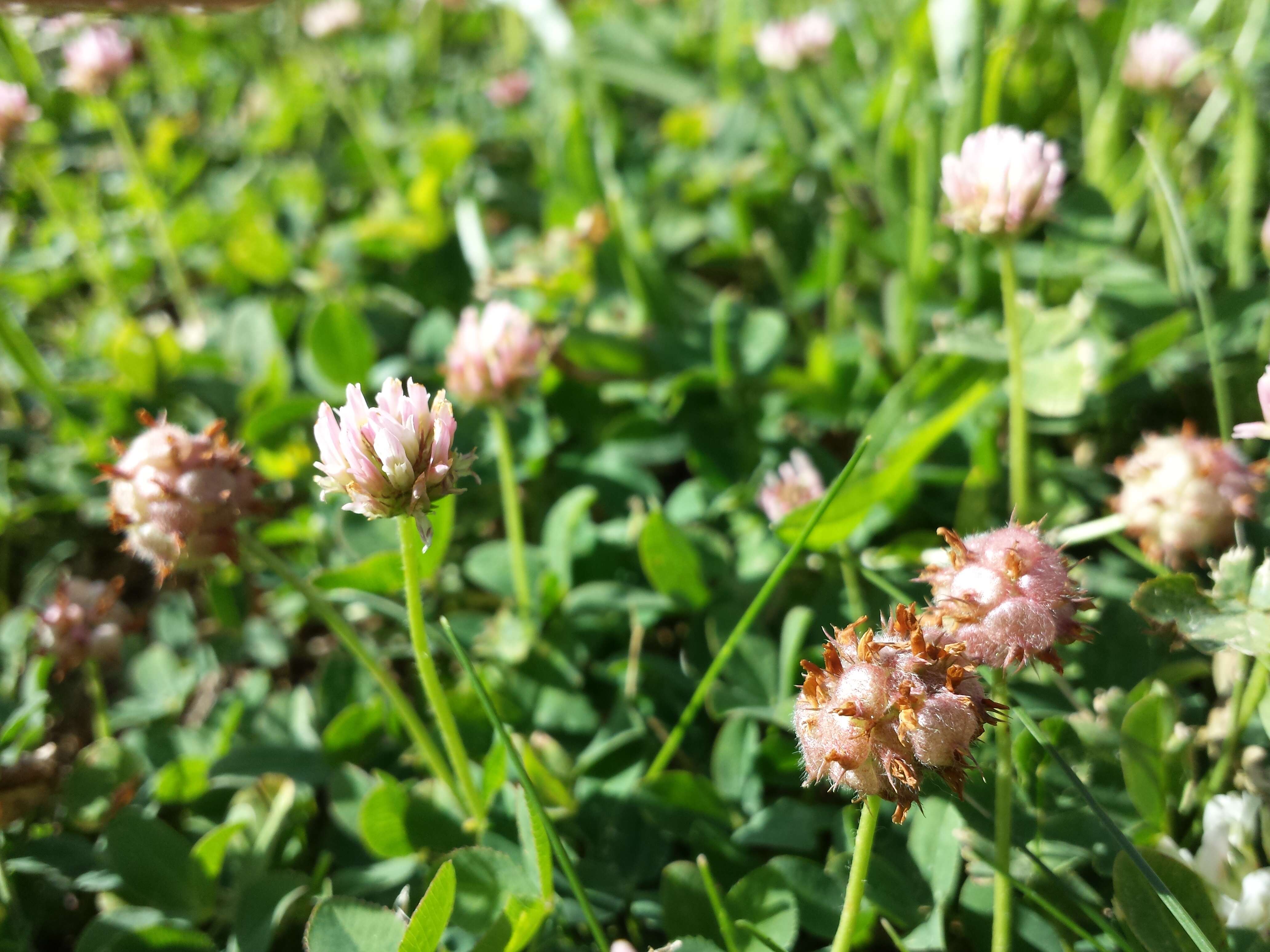 Image of strawberry clover