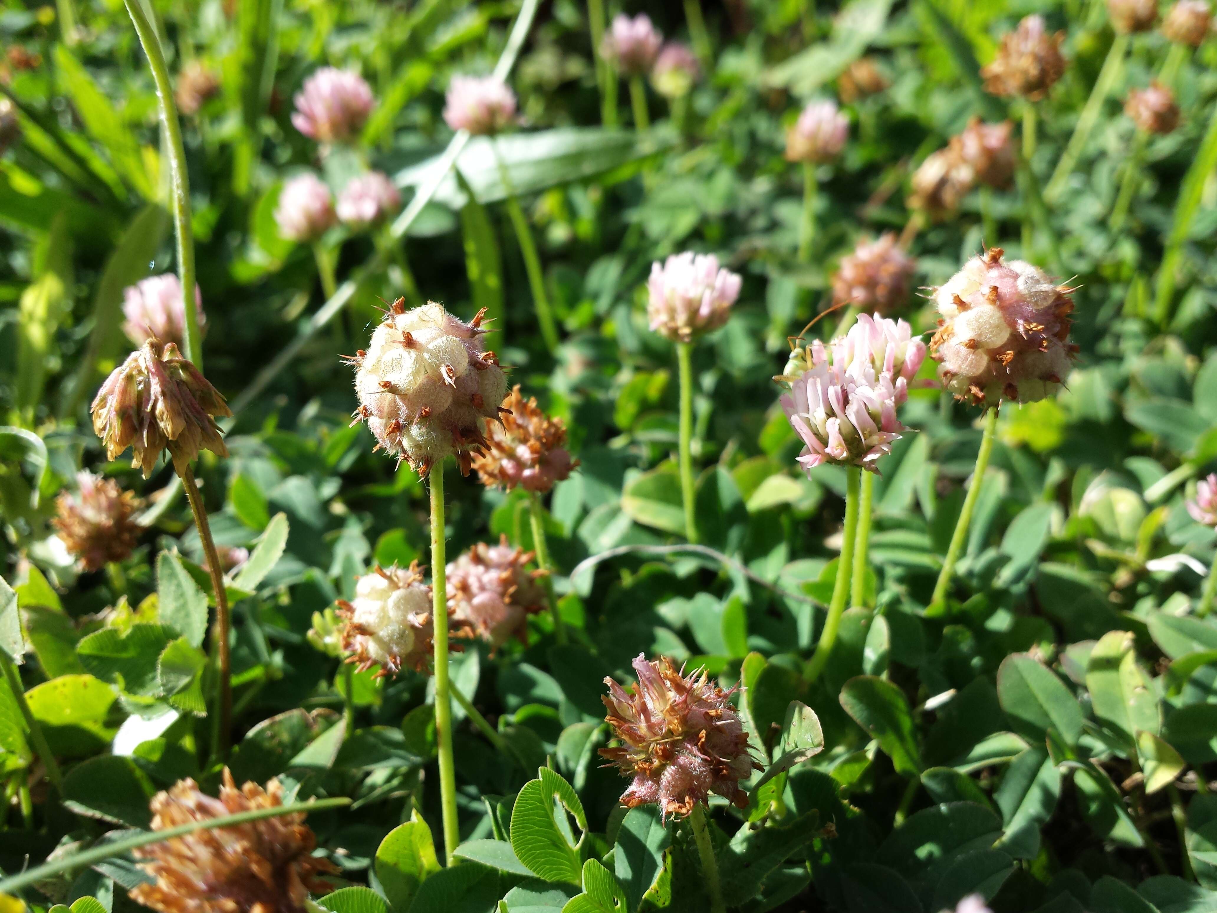 Image of strawberry clover