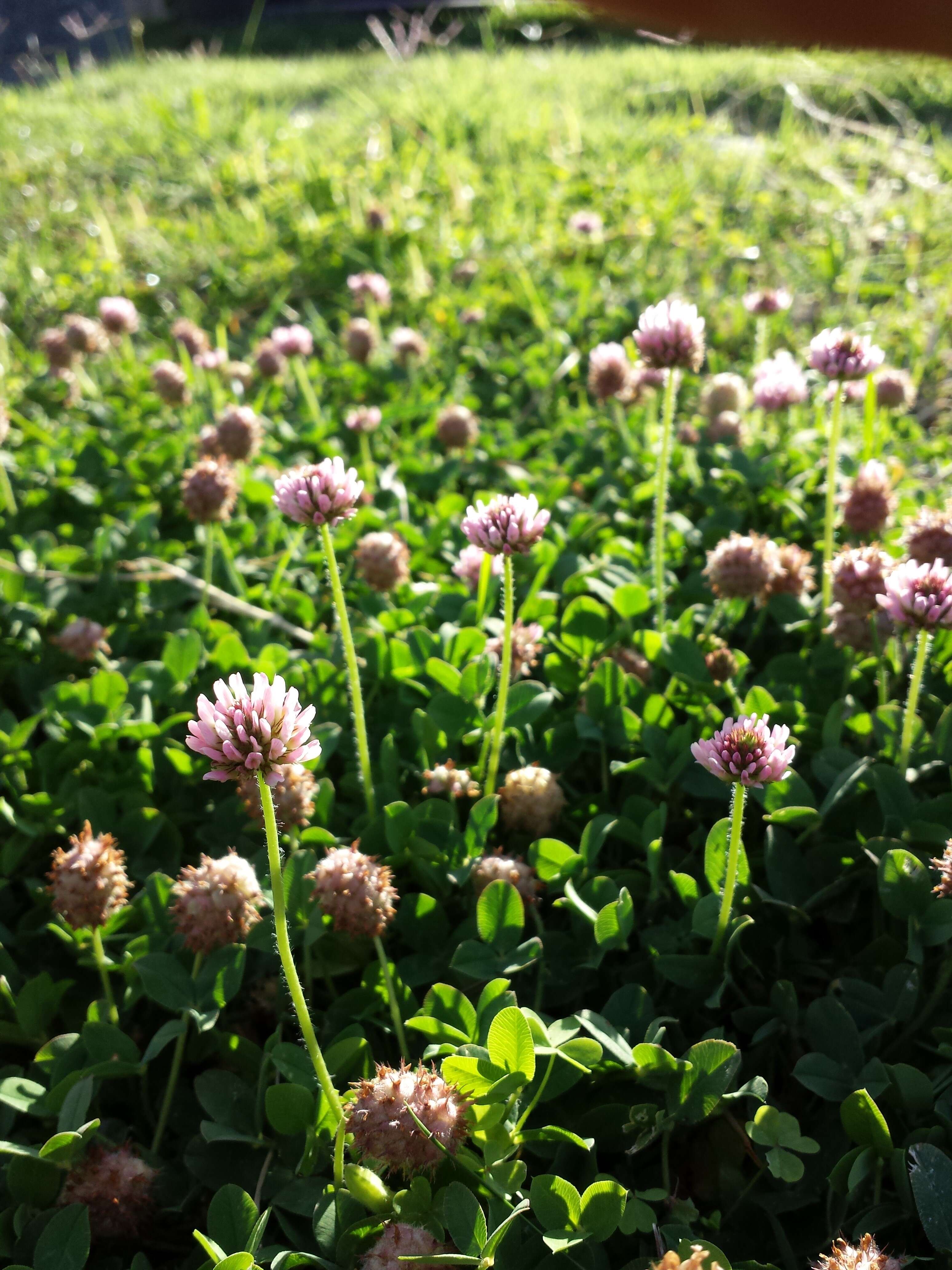 Image of strawberry clover