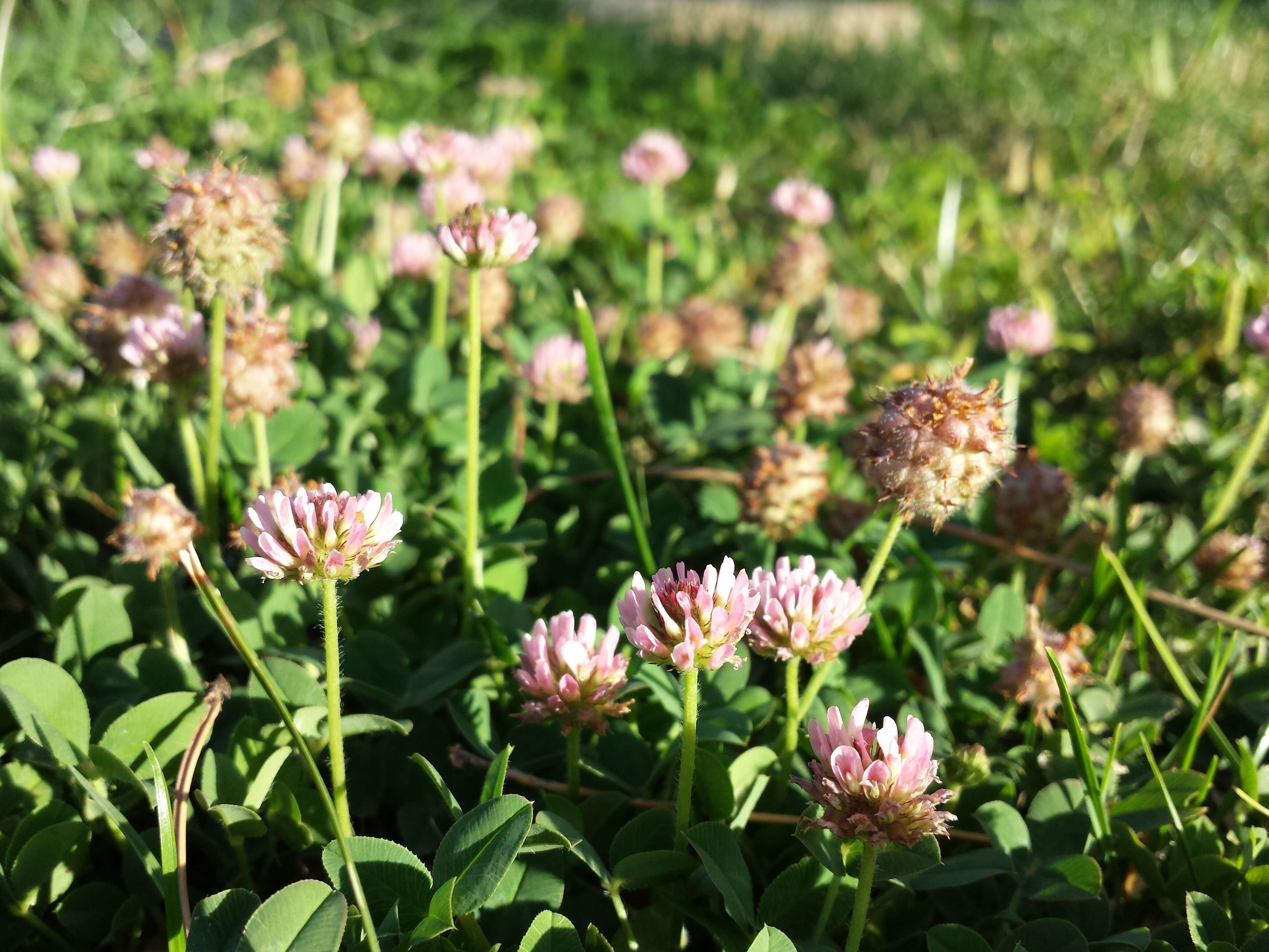 Image of strawberry clover