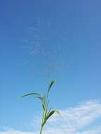 Imagem de Panicum capillare L.