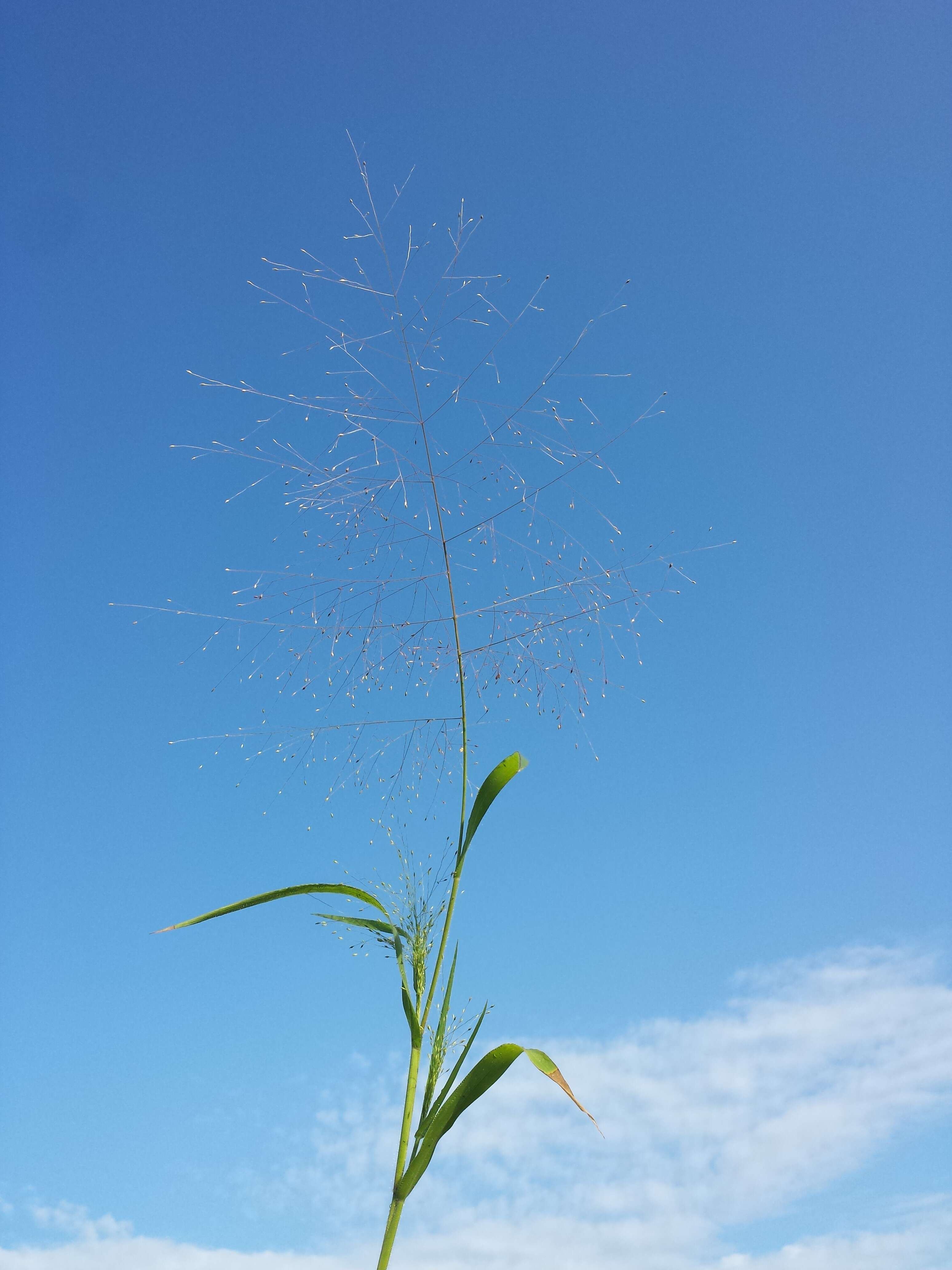 Image of witch grass