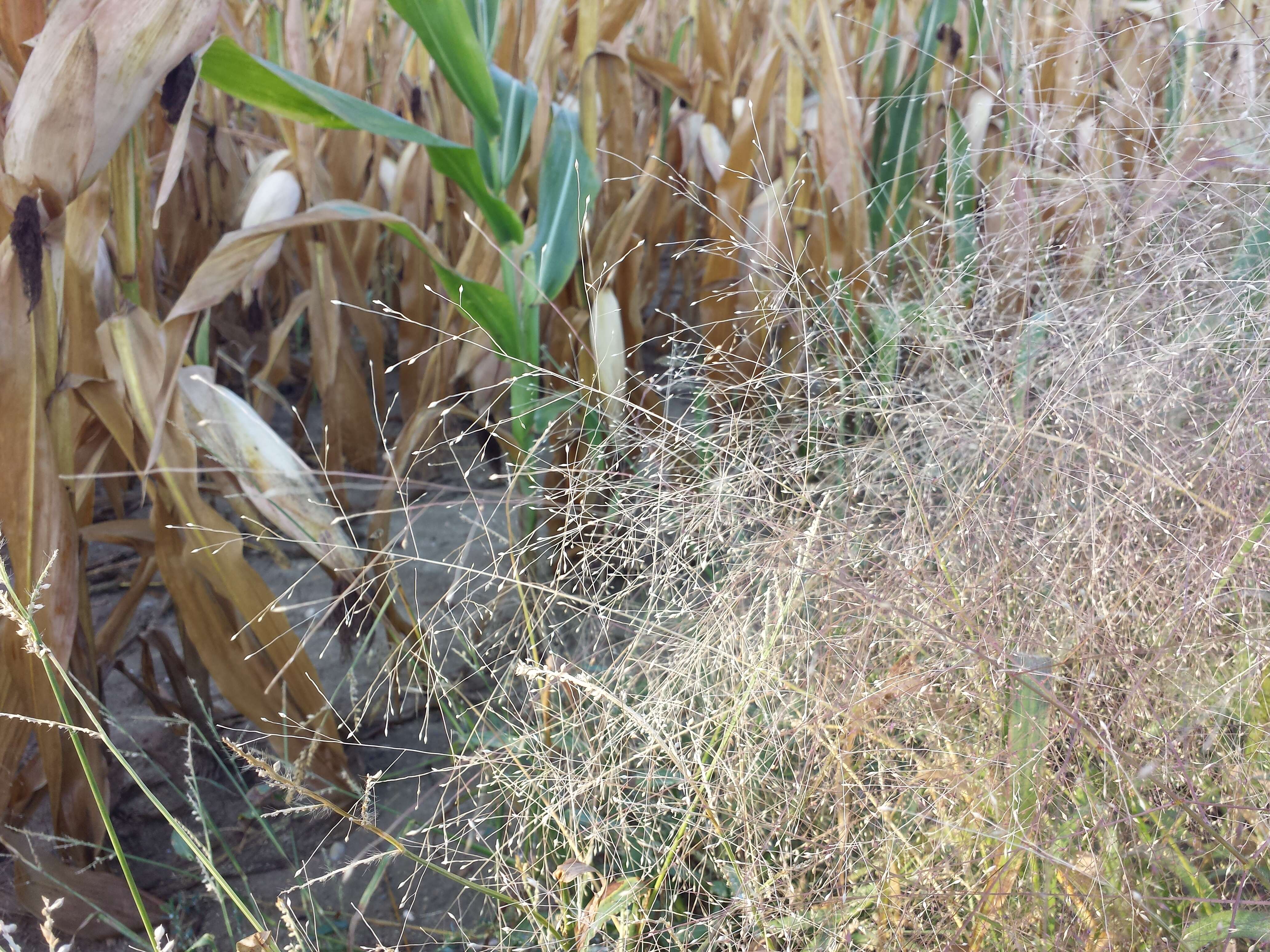 Image of witch grass