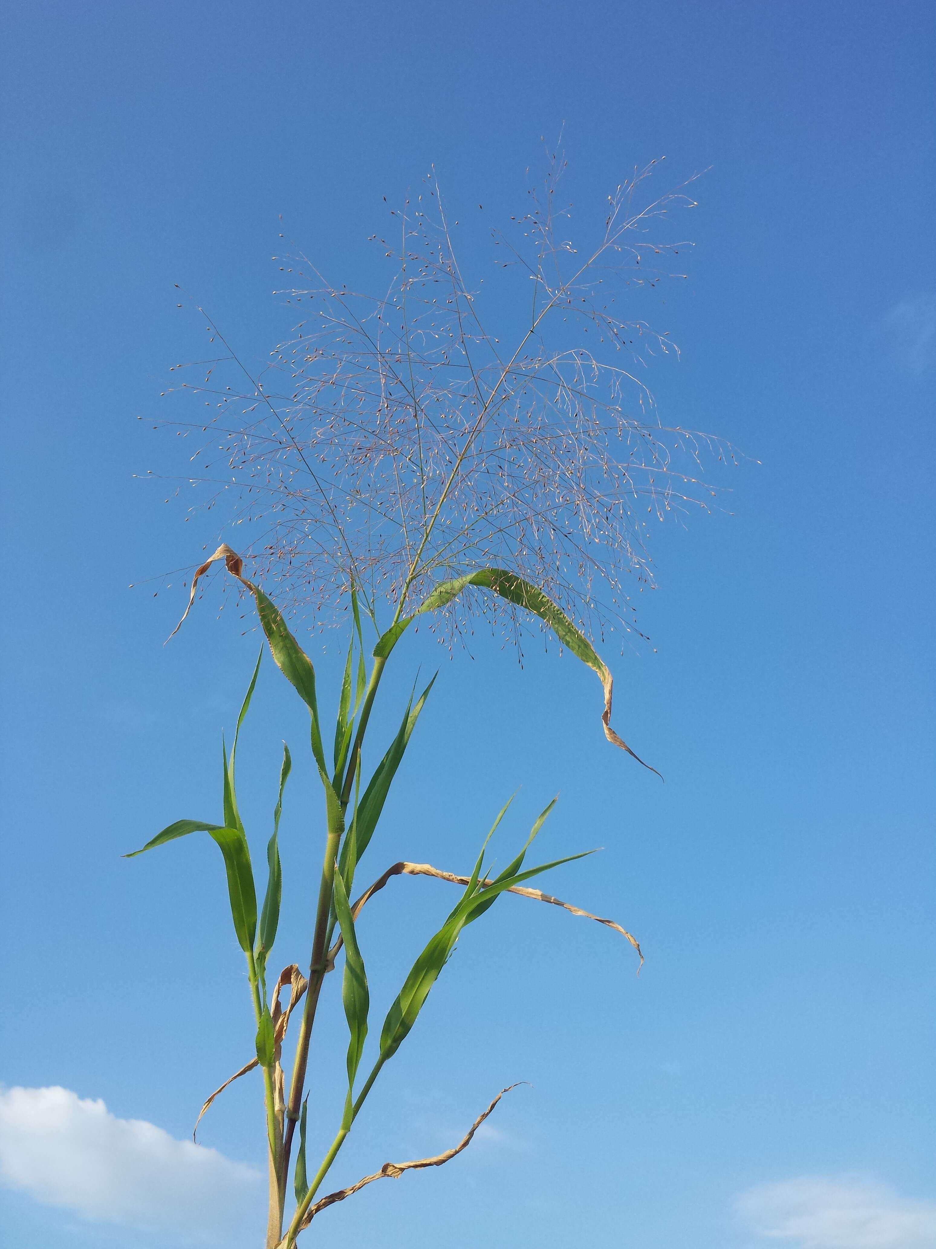 Image of witch grass