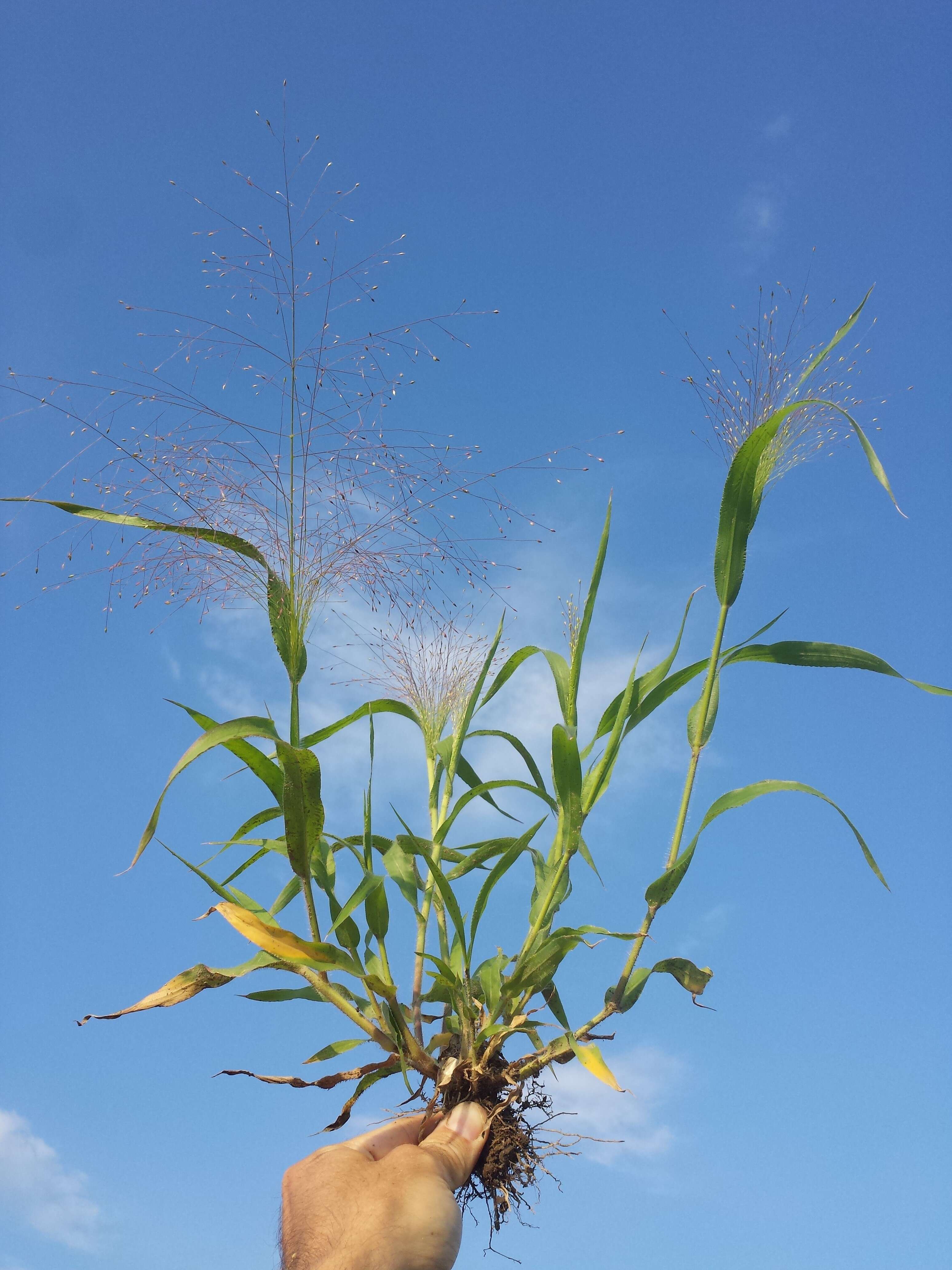 Imagem de Panicum capillare L.