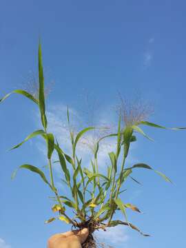 Image of witch grass