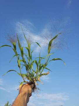 Imagem de Panicum capillare L.