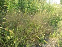 Image of witch grass