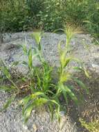 Imagem de Panicum capillare L.