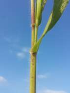 Image of witch grass