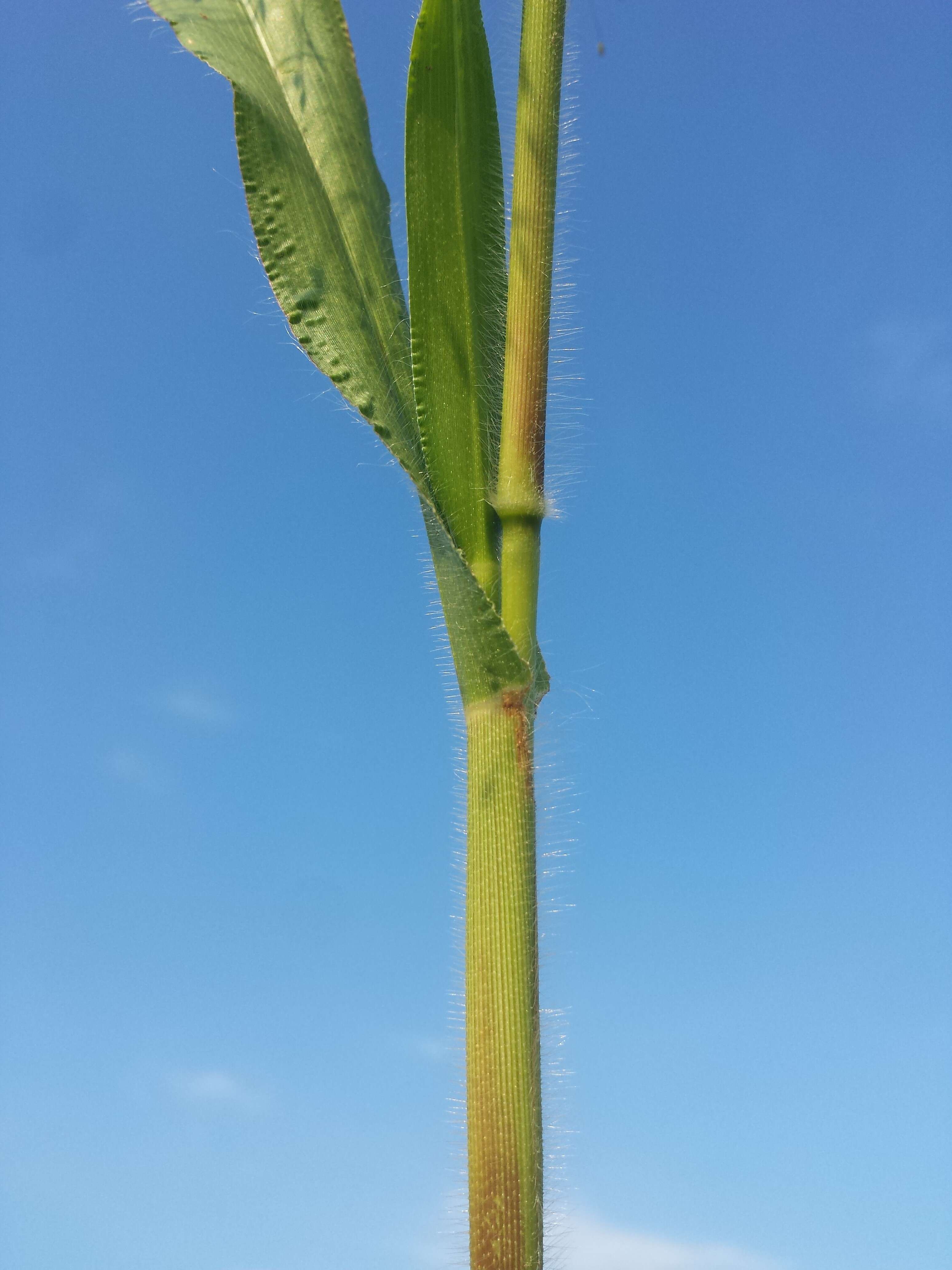 Image of witch grass