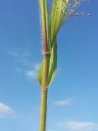 Imagem de Panicum capillare L.