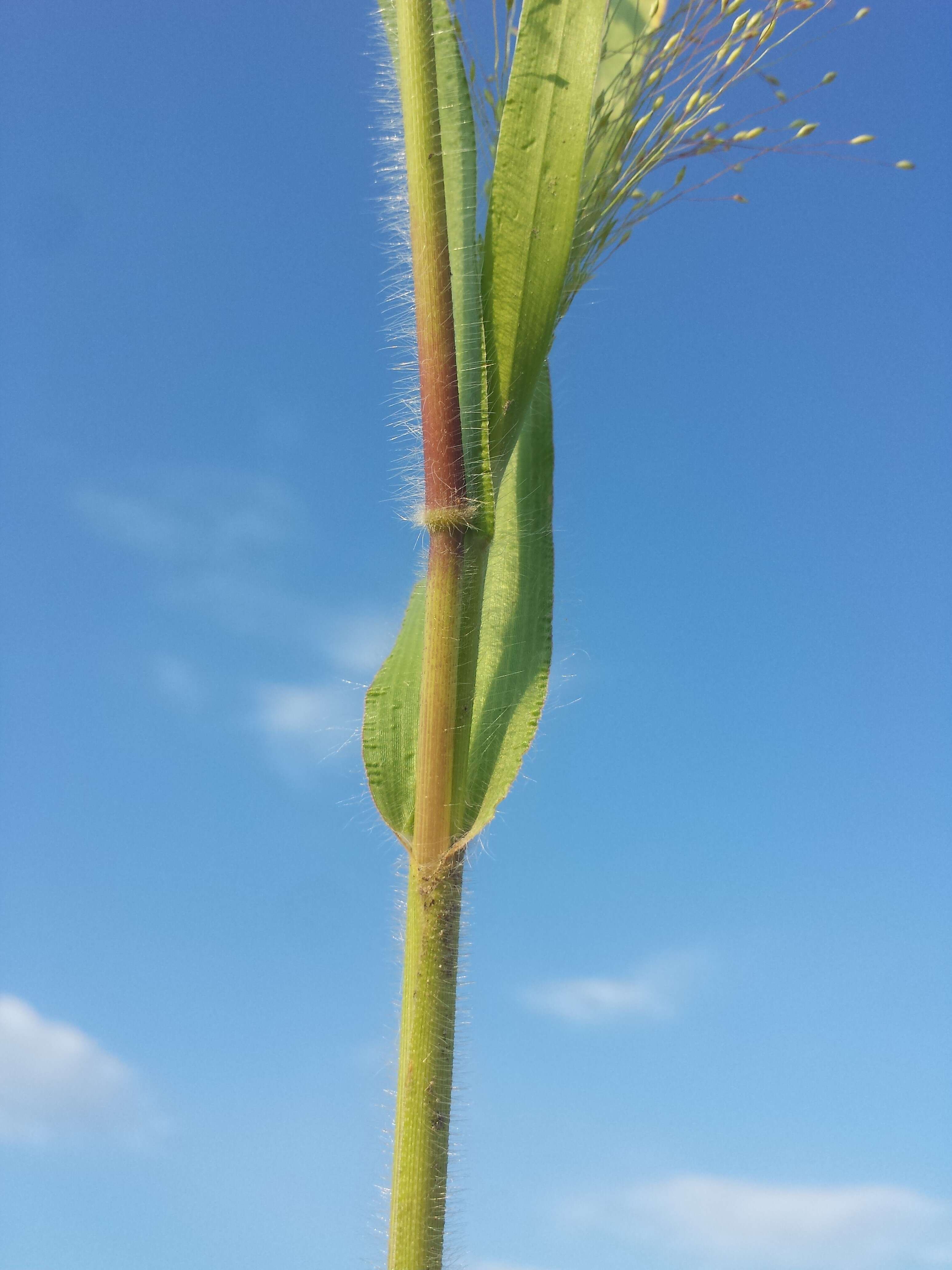 Image of witch grass