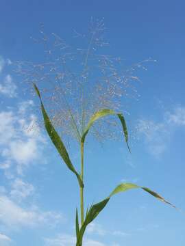 Imagem de Panicum capillare L.