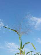 Imagem de Panicum capillare L.