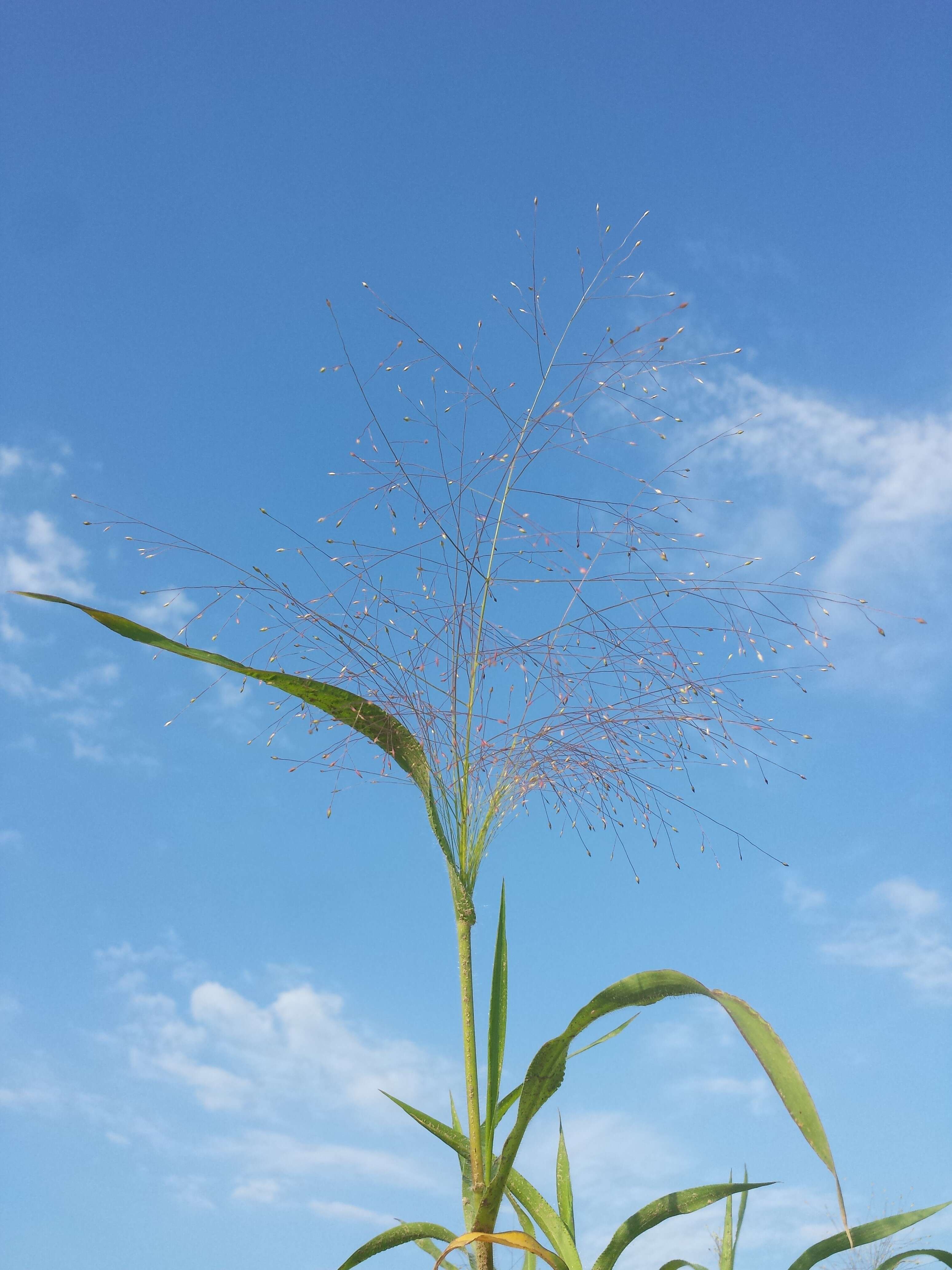 Image of witch grass