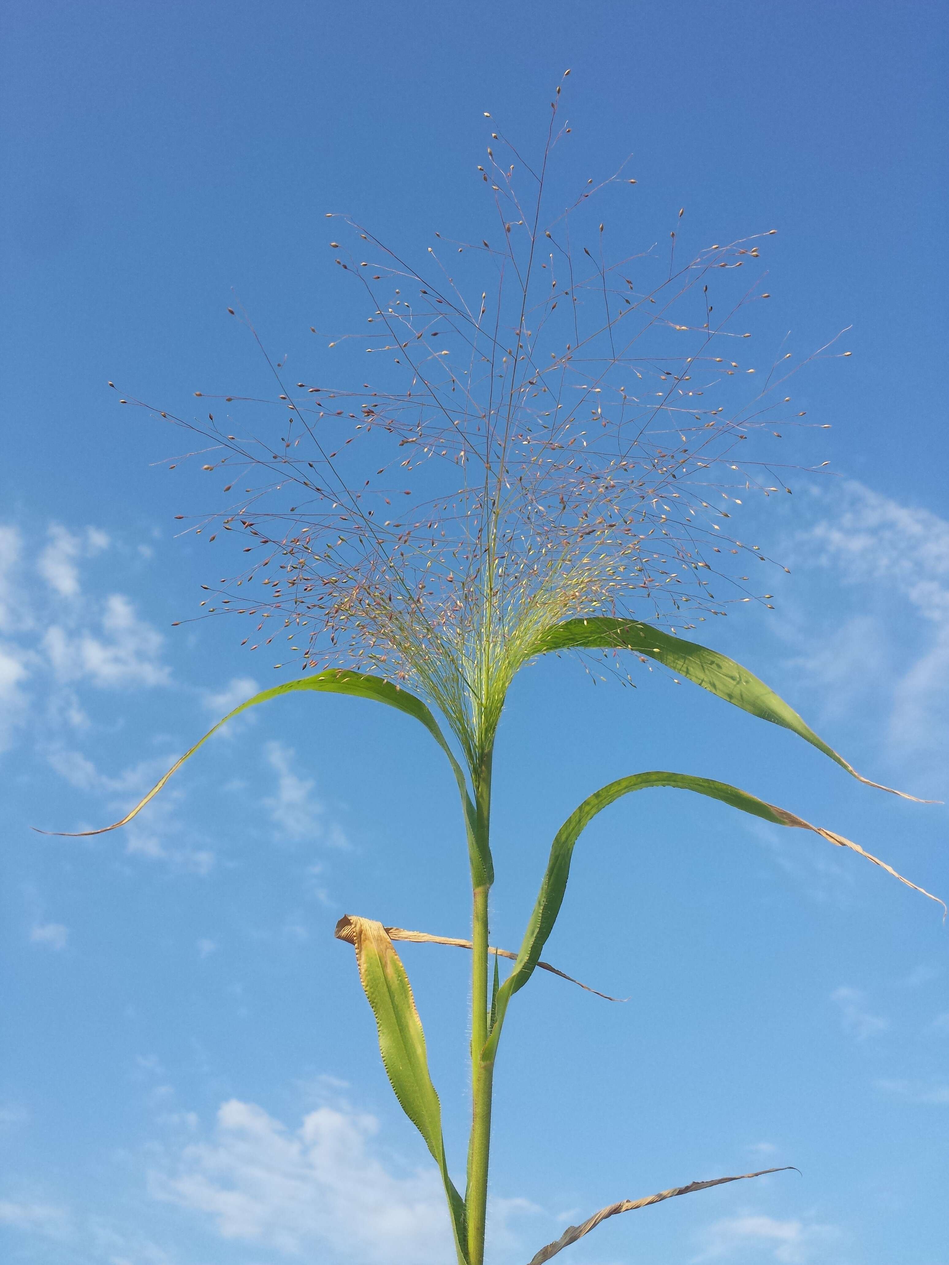 Image of witch grass