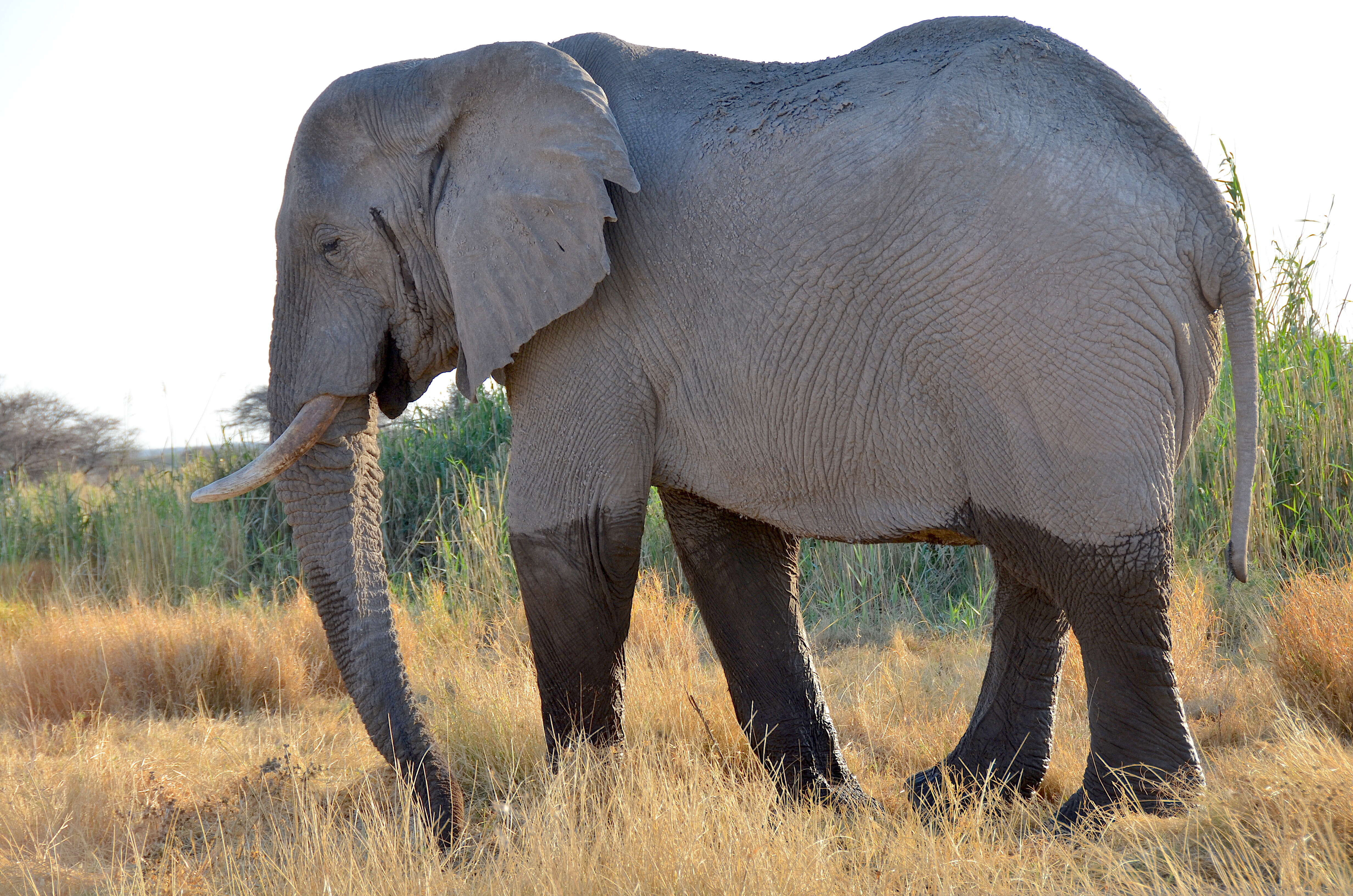 Image of African bush elephant