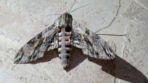 Image of convolvulus hawk moth