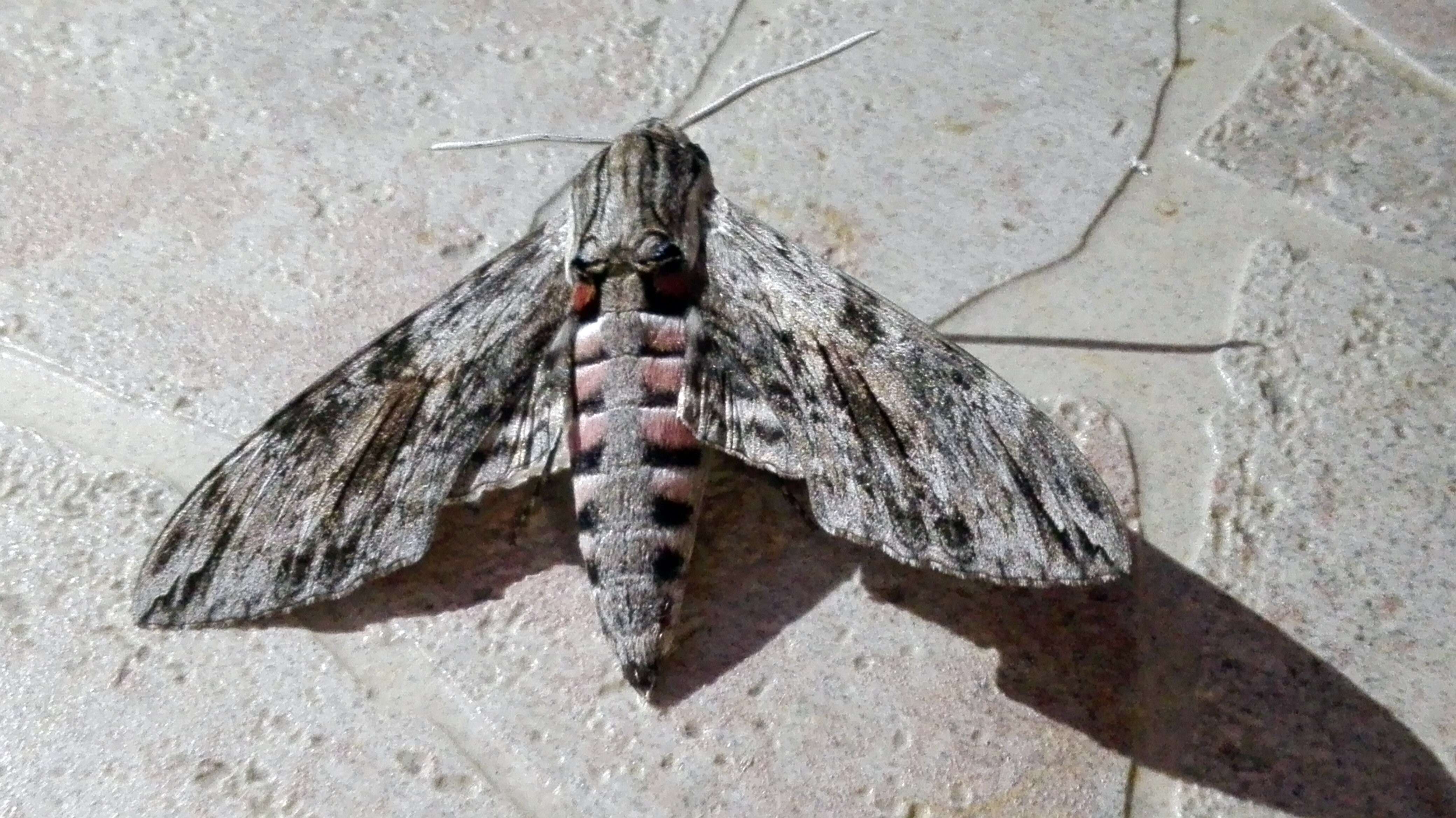 Image de Le Sphinx du liseron