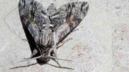 Image of convolvulus hawk moth