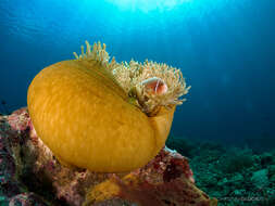 Image of Pink anemonefish