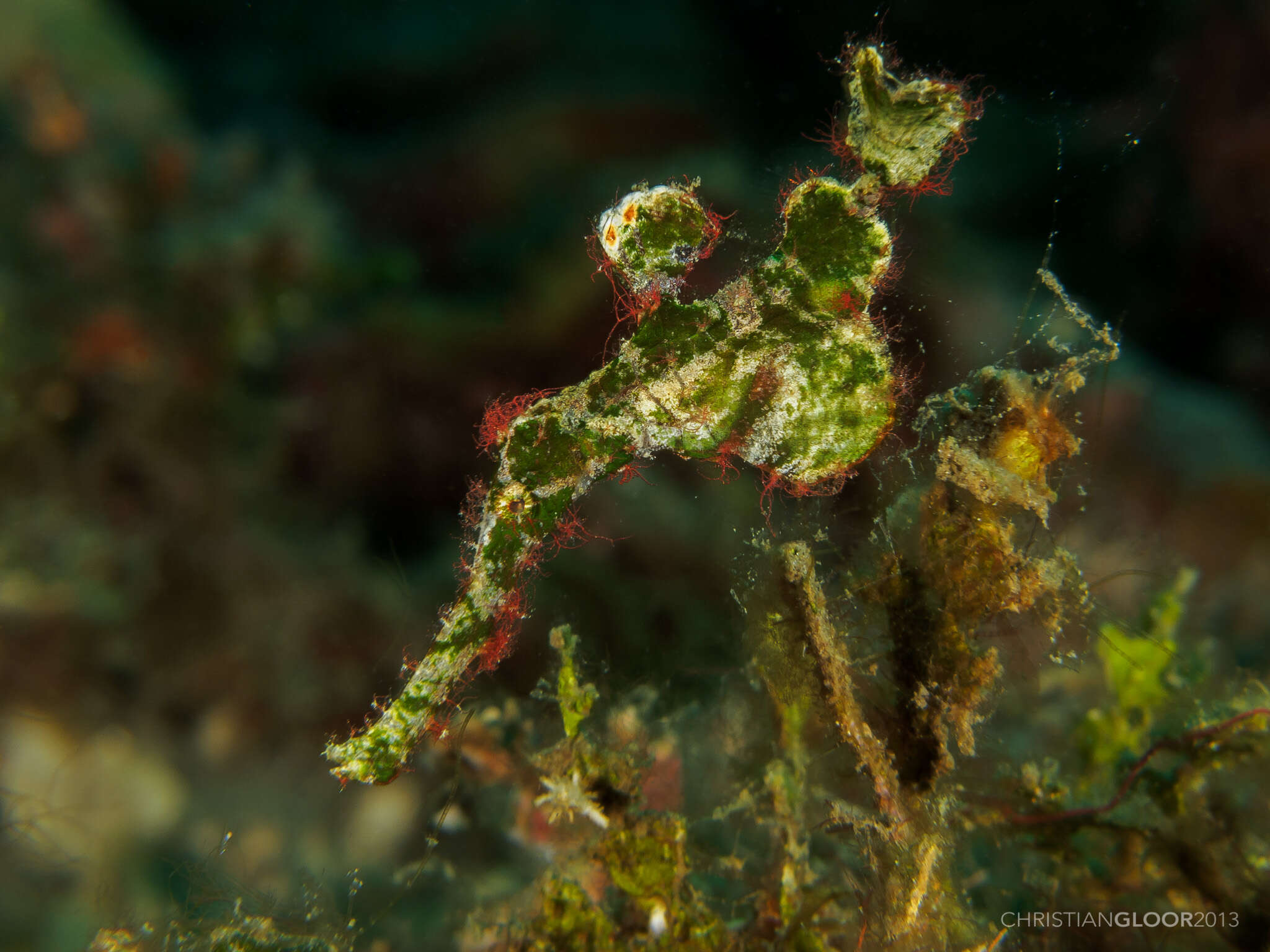 Image of Halimeda ghostpipefish