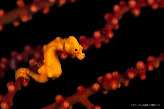 Image of Denise's Pygmy Seahorse