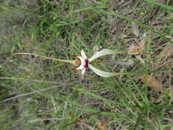 Image of Caladenia cala Hopper & A. P. Br.