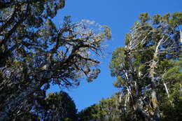 Image of Nothofagus solandri (Hook. fil.) Oerst.