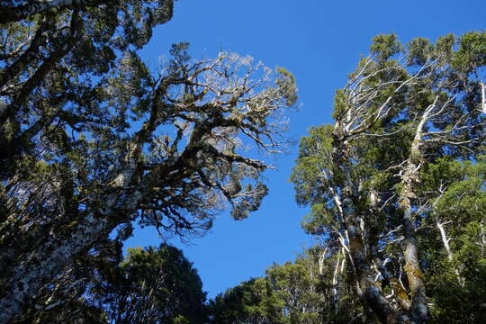 Image of Nothofagus solandri (Hook. fil.) Oerst.