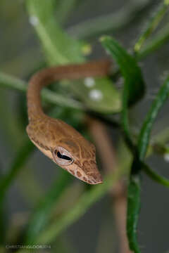 Image of Asian Vine Snake