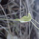 Image of Hairy-leafed snail orchid