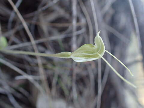 Image of Hairy-leafed snail orchid