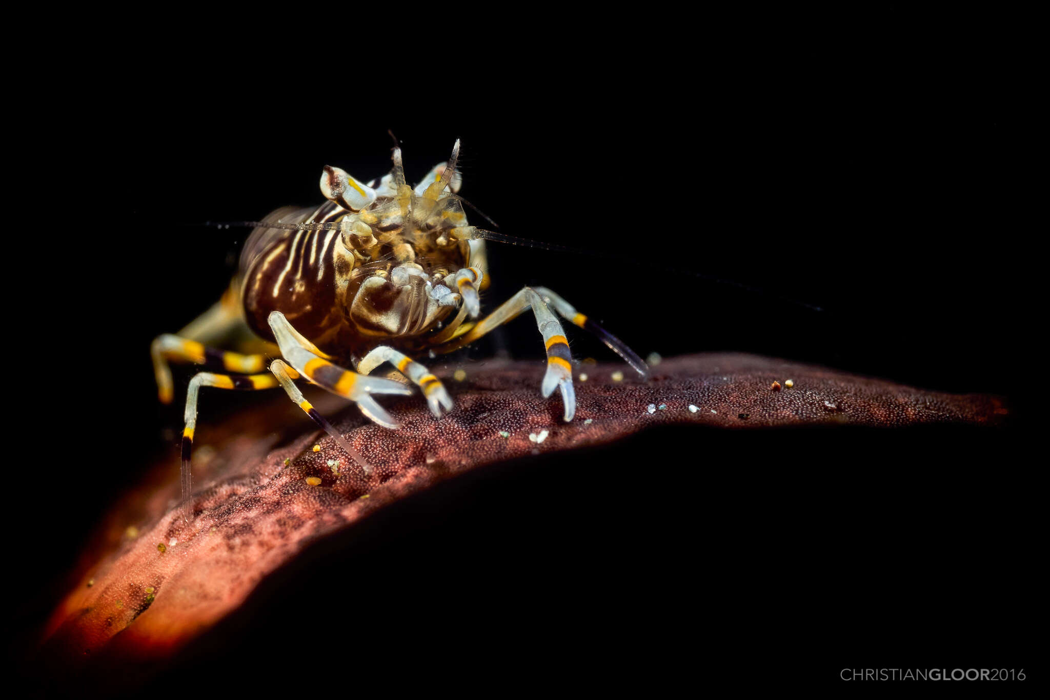 Image of Striped bumblebee shrimp