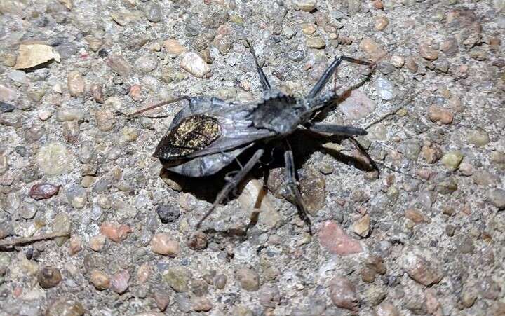 Image of Wheel Bug