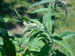 Image of butterfly-bush