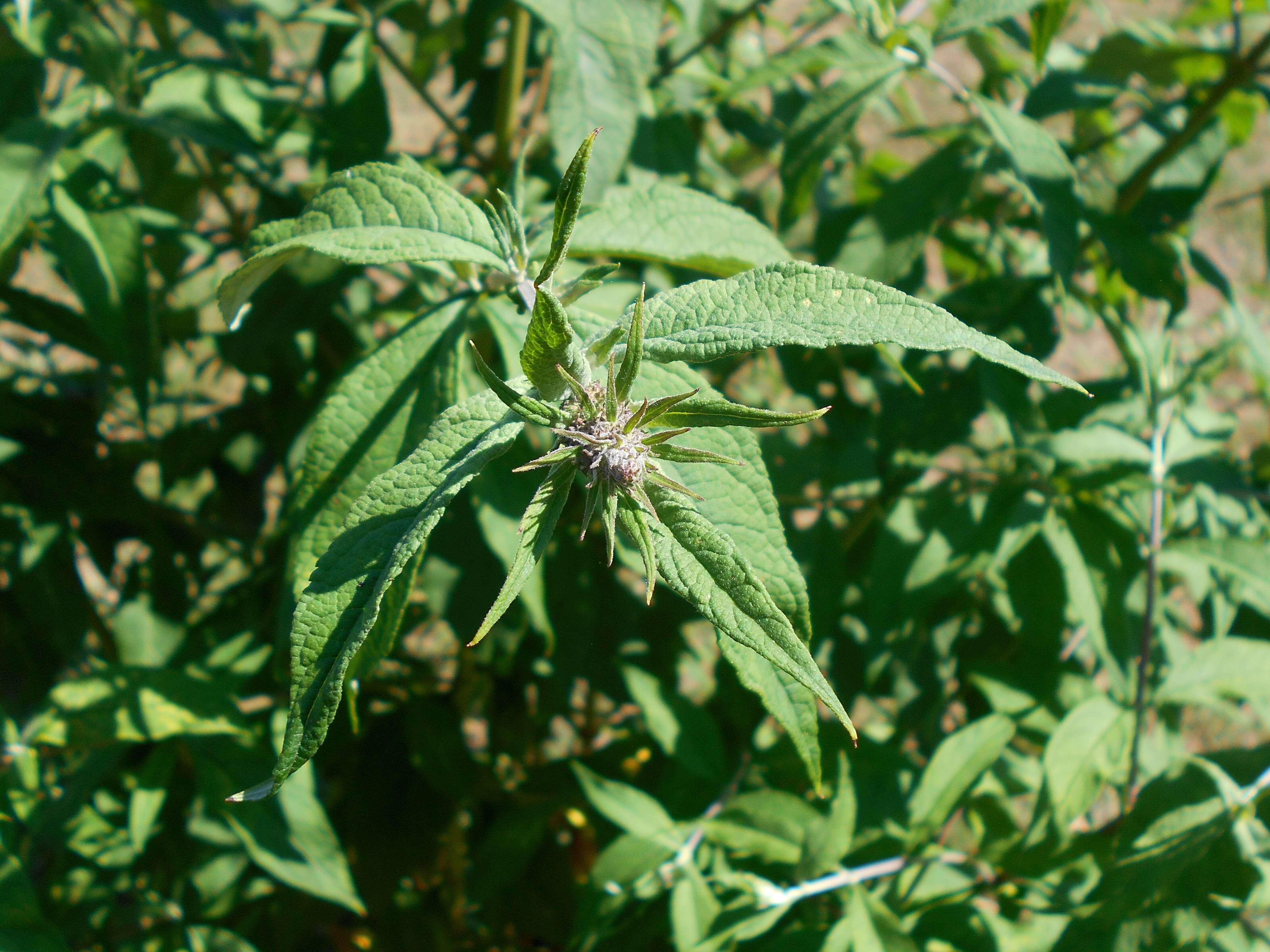 Image of butterfly-bush