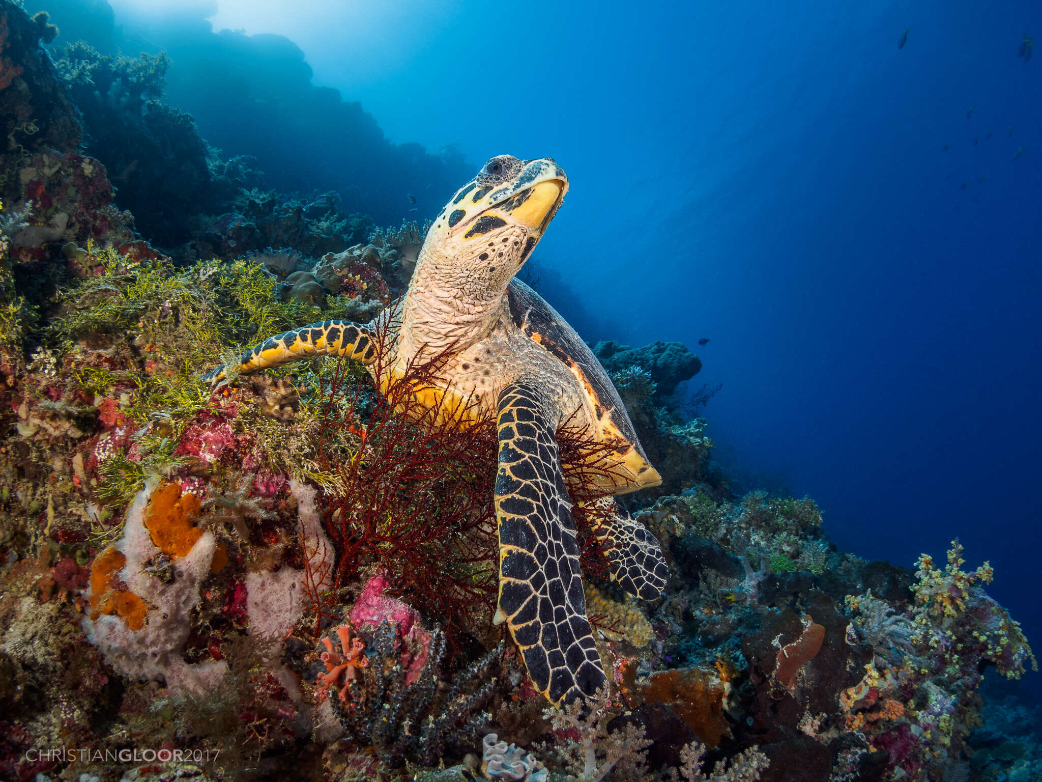 Image of Eretmochelys