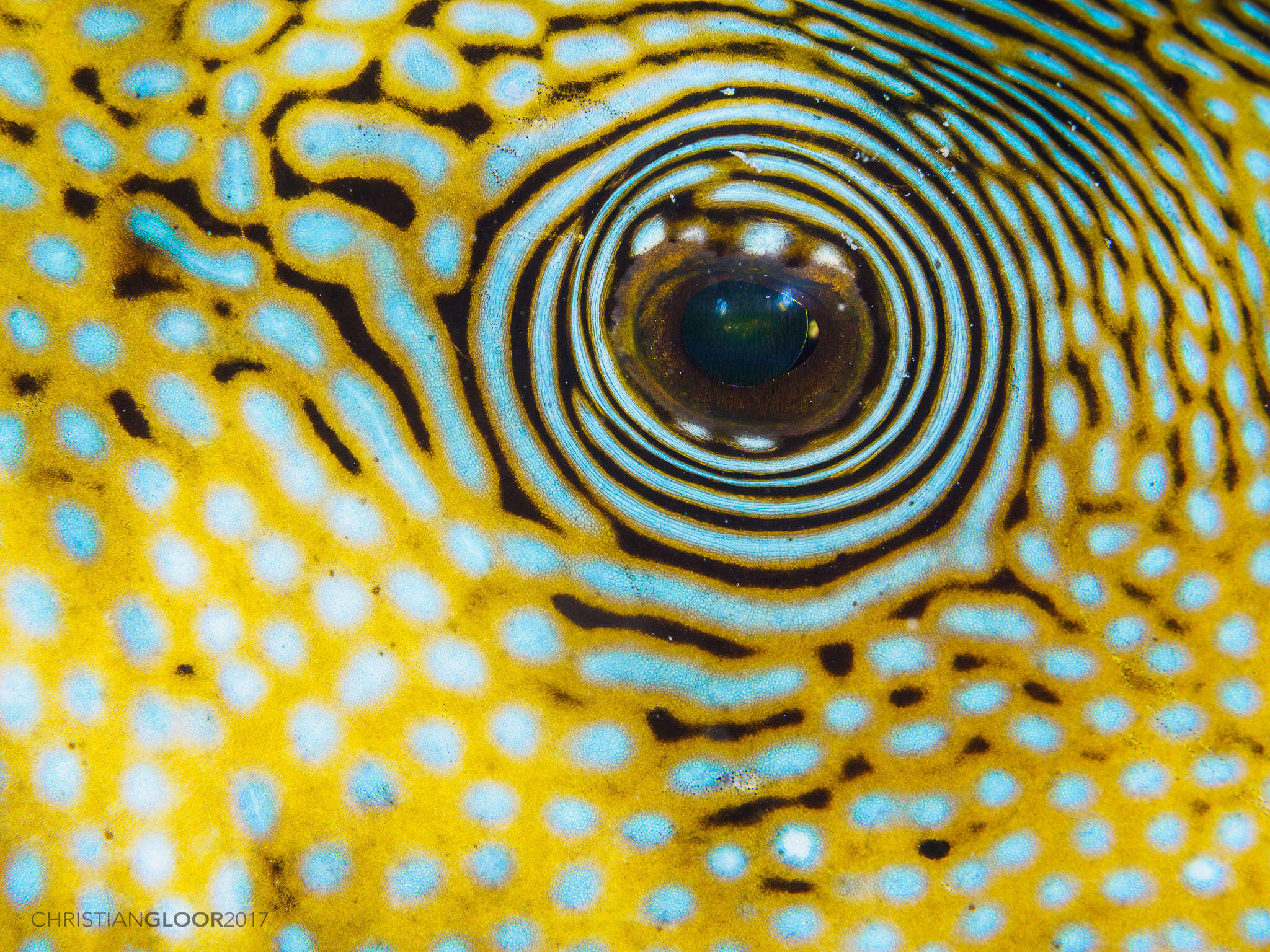 Image of Blue-spotted Puffer