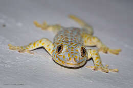 Image of Tokay Gecko