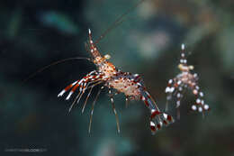 Image of jelly cleaner shrimp