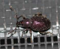 Image of Cribrate Weevil