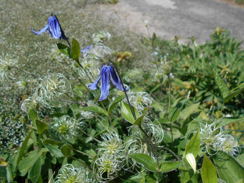 Imagem de Clematis integrifolia L.