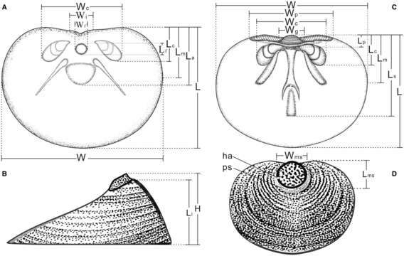 Image of Linguliformea Williams, Carlson, Brunton, Holmer & Popov 1996