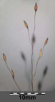 Image of witch grass