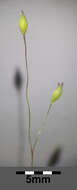 Imagem de Panicum capillare L.